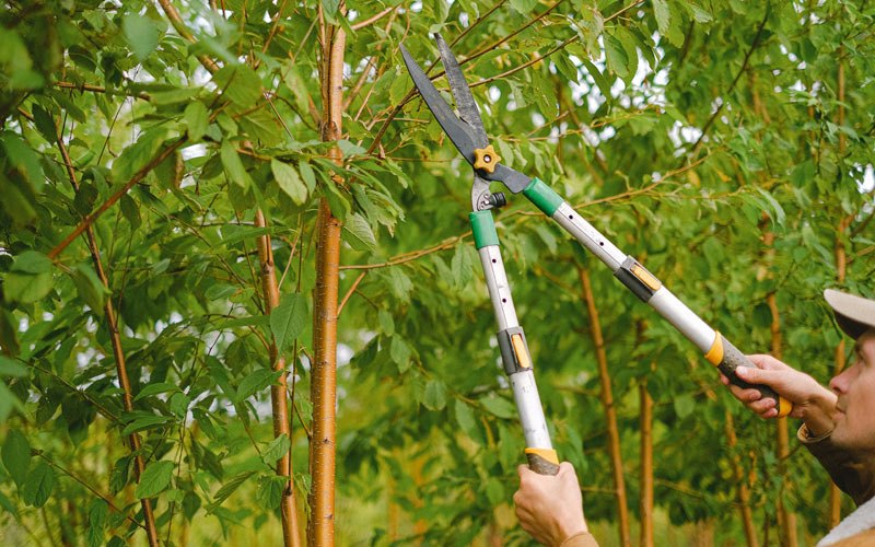 Tree trimming in Galesville, WI